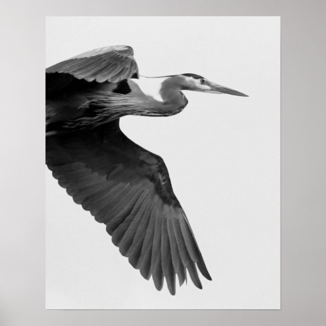 Poster Excelente Blue Heron Crop preto e branco (Frente)
