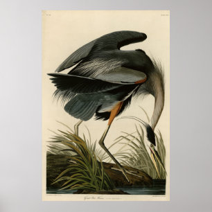 Poster Excelente Blue Heron das Aves da América de Audub