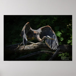 Poster Excelente Blue Heron em voo