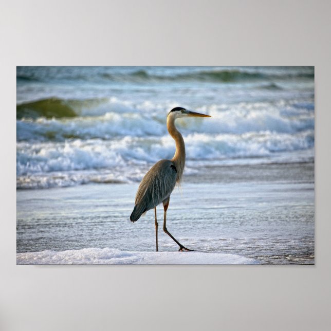 Poster Excelente Blue Heron na praia (Frente)