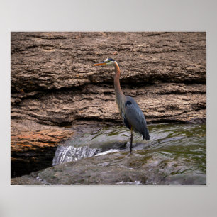 Póster Excelente Blue Heron no Falls