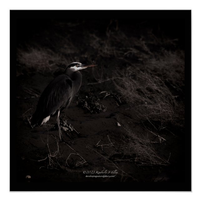 Póster Excelente Blue Heron P2391 (Frente)