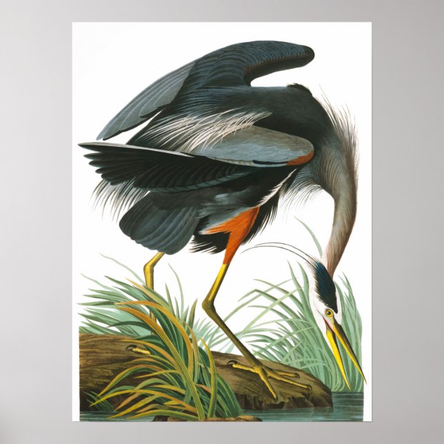 Poster Excelente Blue Heron por John James Audubon (Frente)