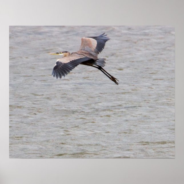 Poster Excelente Blue Heron Voando (Frente)