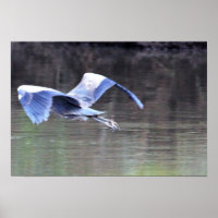 Excelente Blue Heron Voando