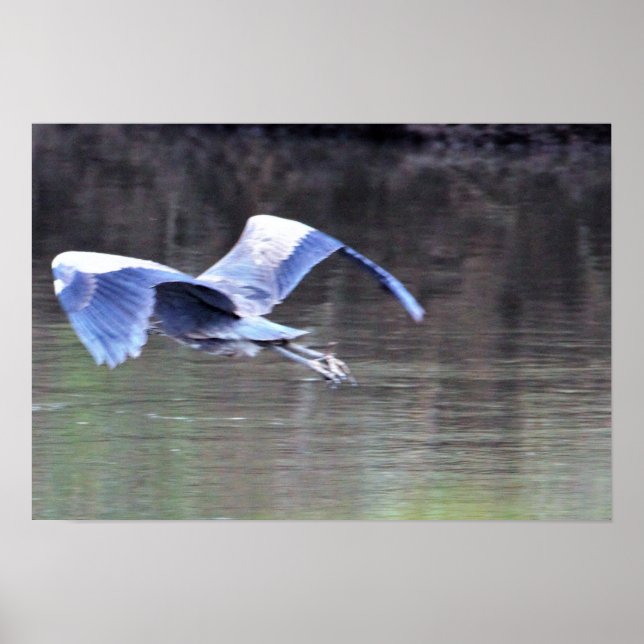 Poster Excelente Blue Heron Voando (Frente)