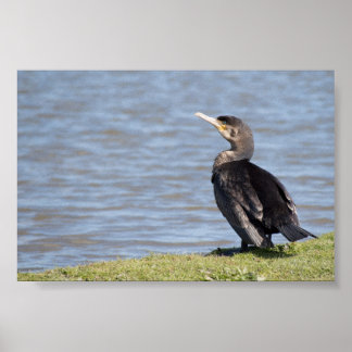 Poster Excelente Cormorant