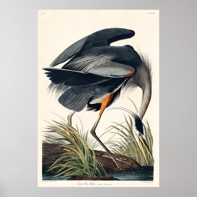 Poster Excelente de Audubon Blue Heron 1834 Plate CCXI (Frente)