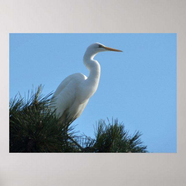 Póster Excelente Egret em Sunny Florida (Frente)