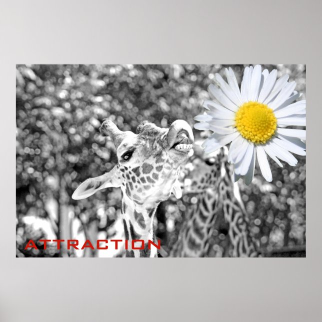 Póster Excelente Giraffe Atração Poster! (Frente)