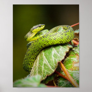 Poster Excelente Lagos Bush Viper