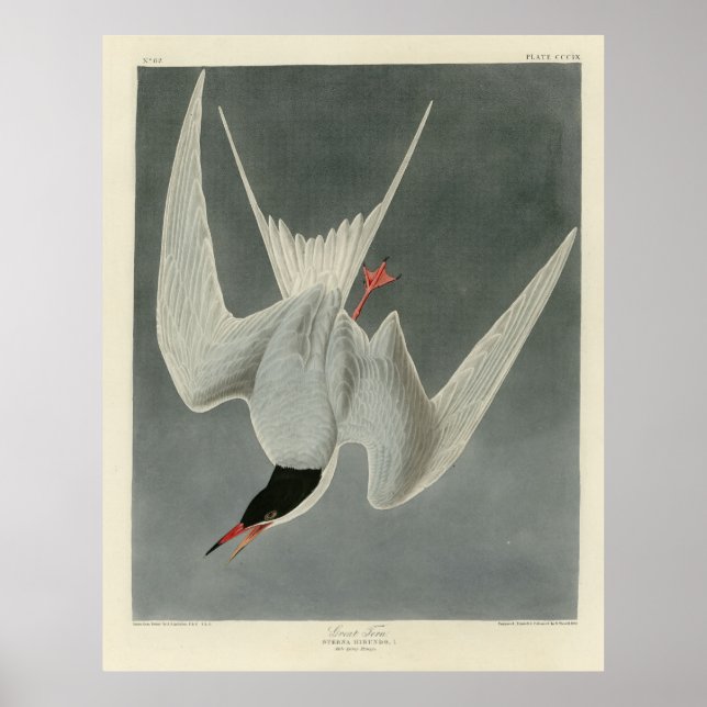 Poster Excelente Tern, Terno Comum - Aves de Audubon da A (Frente)