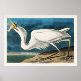 Poster Excelente White Heron, 1835, The Birds of America