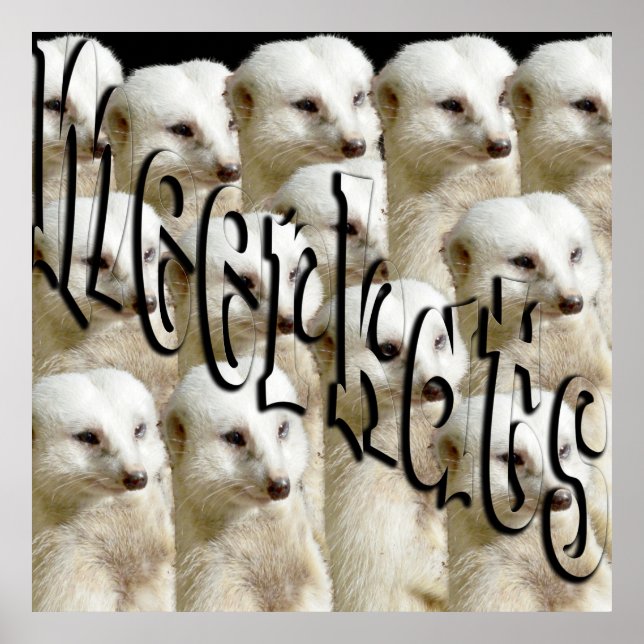 Poster Exército E Logotipo De Meerkat Branco, (Frente)