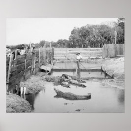 Póster Exibição de Jacaré da Flórida, 1904. Foto Antiga