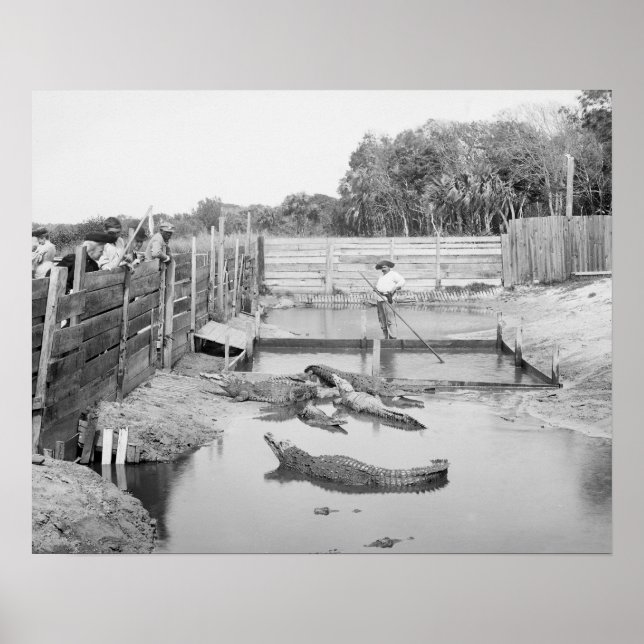 Póster Exibição de Jacaré da Flórida, 1904. Foto Antiga (Frente)