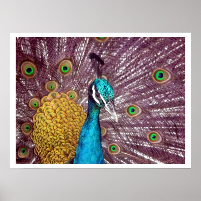 Póster exibição de orgulho do pavão (Frente)