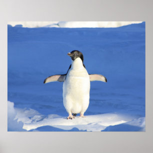 Poster Exibição do Pinguim