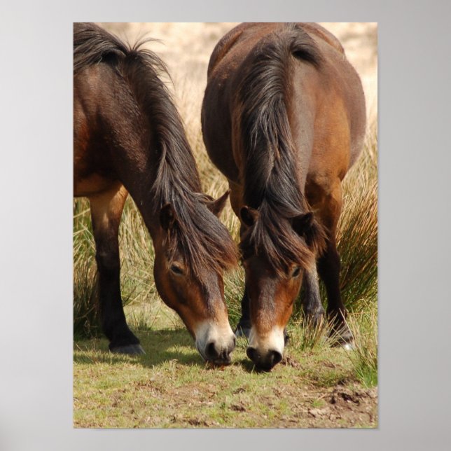 Póster Exmoor Ponies (Frente)
