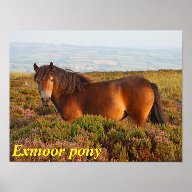 Poster Exmoor pôy, cavalo, Somerset, Inglaterra (Frente)