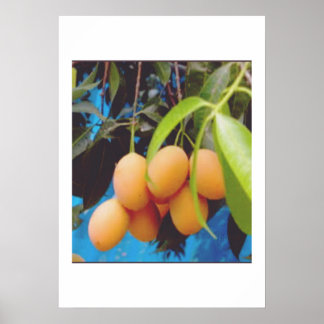 Poster Exotic Gandaria Fruit - Rare Tropical Mango Plum S
