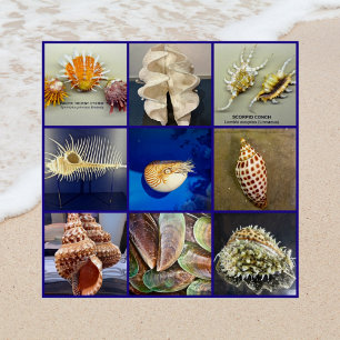 Póster Exotic SeaShell Photoographic Ilha Sanibel da Flór