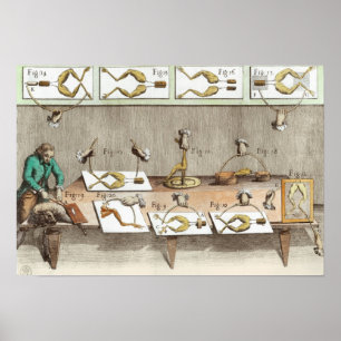 Póster Experiência em sapos