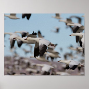 Póster Explosão no céu Socorro