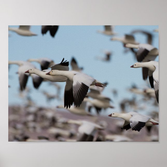 Póster Explosão no céu Socorro (Frente)