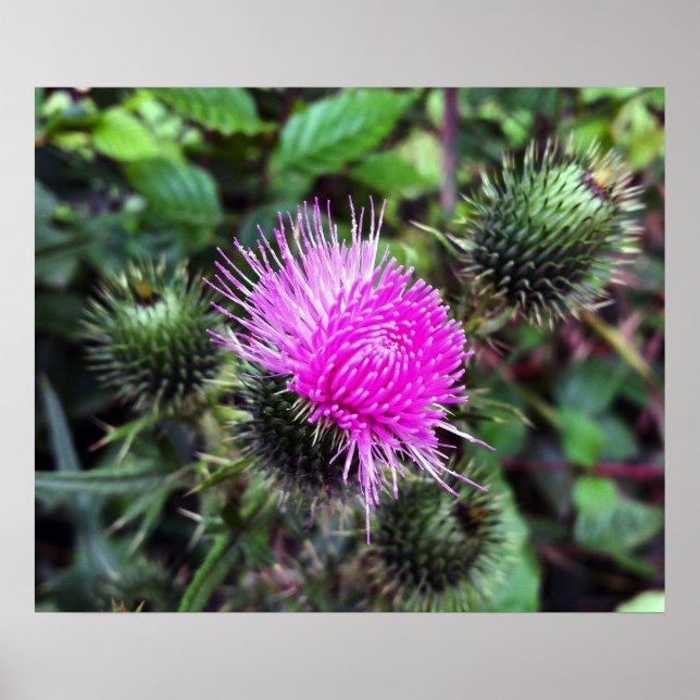 Póster explosão rosa (Frente)