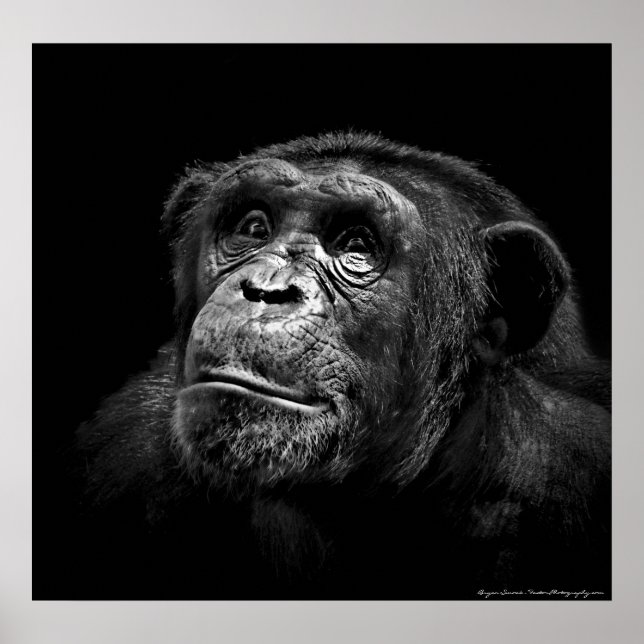Póster "Exposição cativa" Wildlife Chimp Trabalho de arte (Frente)