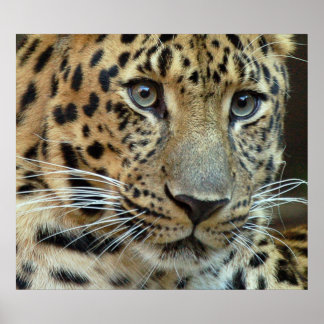 Póster Extinção