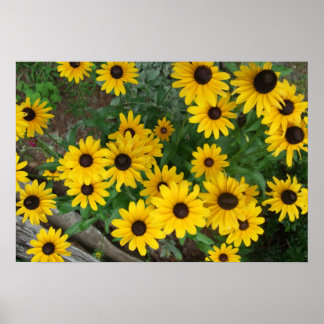 Póster Eyed Susan Poster/Impressão