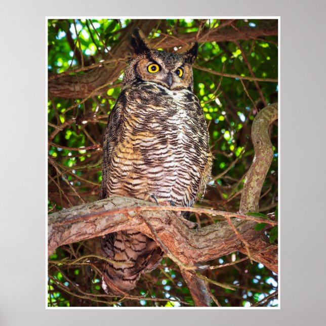 Poster Eyes of the Night: Great Horned Owl (Frente)