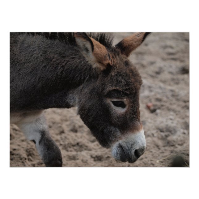 Póster Ezel donkey  (Frente)