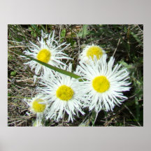 F10 Flores Silvestres Brancas Erigeron Cespitoso