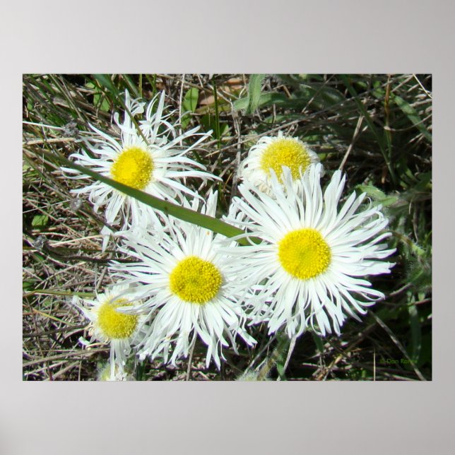 Póster F10 Flores Silvestres Brancas Erigeron Cespitoso (Frente)