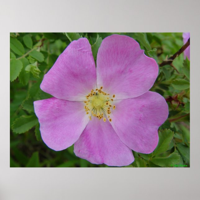 Póster F11 Rosa Selvagem da Pradaria "Rosa arkansana" (Frente)