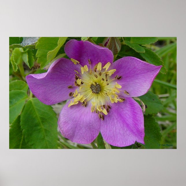 Póster F13 Prickley Rosa Alberta Wild Rosa (Frente)