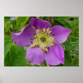 Póster F13 Rosa Espinhosa Rosa Selvagem de Alberta