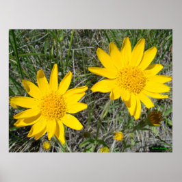 Póster F15 Flores Silvestres Amarelas Sneezeweed