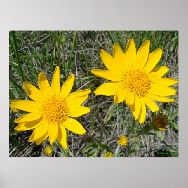 Póster F15 Flores Silvestres Amarelas Sneezeweed (Frente)
