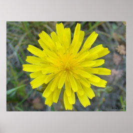 Poster F16 Flor Amarela Rei do Diabo