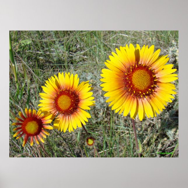 Póster F17 Flores Amarelas Gaillardia (Frente)