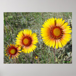Póster F17 Flores Silvestres Amarelas Gaillardia