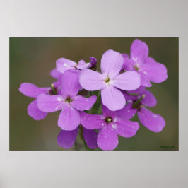 Poster F19 Flores Silvestres Roxas Dames Rocket