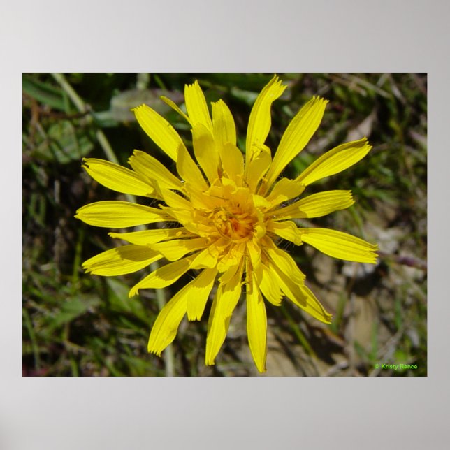 Póster F21 Barba-Falcão Amarelo (Frente)