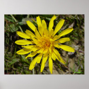 Póster F21 Flor Amarela Silvestre Cravo-dos-telhados de F