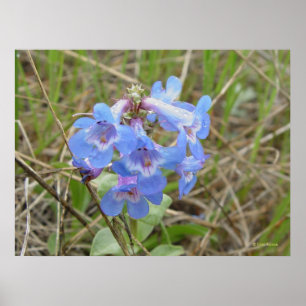 Póster F3 Flores Silvestres Azuis Penstemon Azul Delgado