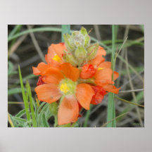 F40 Flores Silvestres Laranja Malva Escarlate